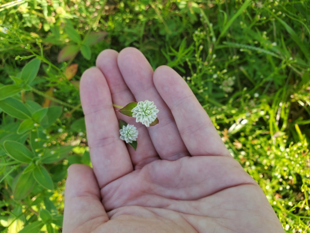 Gomphrena serrata inflorescence held in my hand